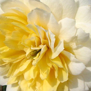 Kупить В Интернет-Магазине - Poзa Надин Ксела-Риччи - желтая - Роза флорибунда  - роза с интенсивным запахом - Доминик Массад - Благодаря кремовым, слегка остроконечным лепесткам цветы слегка напоминают георгины.